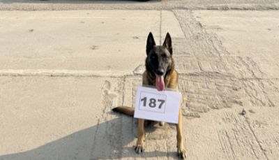 Служебные собаки «Манчи», «Марчес» (Бельгийская овчарка) в количестве 2 голов № 398094100023438/ 238374000191, 398094100023433/ 238374000192