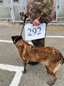 Служебная собака «Мики» «Бельгийская овчарка» в количестве 1 голова № 398094100023491 (398094100023365)/ 238304000045