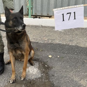 Служебные собаки «Майк», «Майло», «Миг», «Мэл», «Мансур», «Маис» (восточно-европейская и немецкая овчарки) в количестве 6 голов: № 398094100022587/238304001117,  398094100022584/238304001083,  398094100023367/238304001145,  398094100023368/238304001104, 398094100023363/238304001176,  398094100023410/238304001129