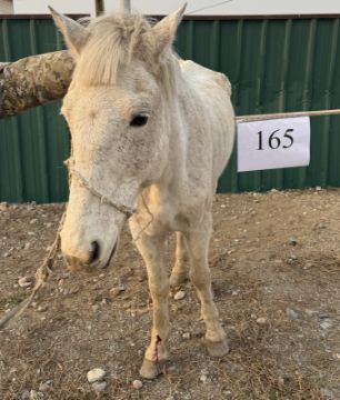 Служебные лошади «Дракол», «Доңыз» в количестве 2 голов: № 398094100001797/238304001206, 398094100001817/238304001203