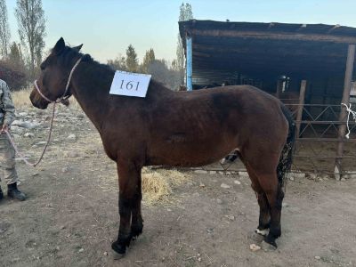 Служебные лошади «Вюка», «Варя», «Вихр» в количестве 3 голов: № 398094100020278/238304001233, 398094100050059/238304001230, 398094100020383/238304001231