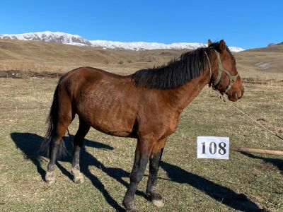 Служебная лошадь «Ветер» в количестве 1 голова № 398094100002103/ 238304000013