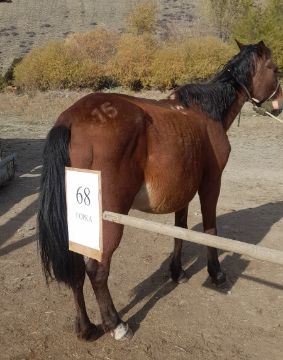 Служебные лошади «Горка», «Дақ» в количестве 2 голов: № 398094100001761/238305015200, 398094100001847/238305015303