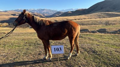 Служебные лошади «Генерал», «Гена», «Графит-1», «Гамма» в количестве 4 голов: №398094100056987/238304000241, 98094100002369/238304000247, 398094100002368/238304000248, 398094100057102/238304000246