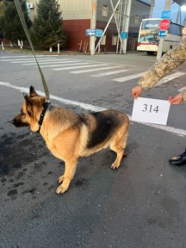 Служебная собака «Мадам» «Немецкая овчарка» в количестве 1 голова № 398094100022586/ 238304000012