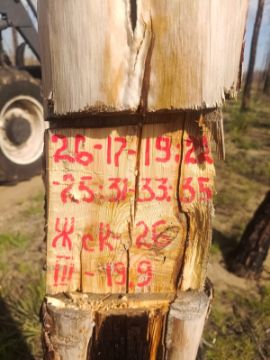 Лесопродукция (древесина на корню) Аманкарагайского лесничества, расположенная в квартале 26 выдел 17,18,19,22,23,24,25,31,32,33,35 деляна № 3