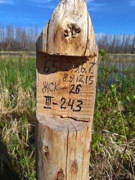 Лесопродукция (древесина на корню) Аманкарагайского лесничества, расположенная в квартале 65 выдел 2,3,6,7,8,9,12,15 деляна № 3