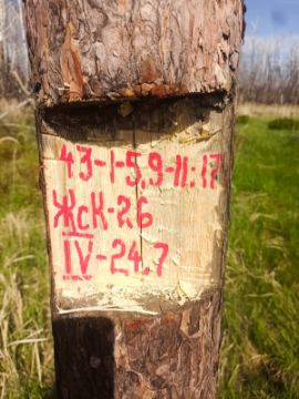 Лесопродукция (древесина на корню) Аманкарагайского лесничества, расположенная в квартале 43 выдел 1-5,9-11,17 деляна № 4