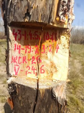 Лесопродукция (древесина на корню) Аманкарагайского лесничества, расположенная в квартале 43 выдел 1,4,5,10,11,14-19,23,24 деляна № 5