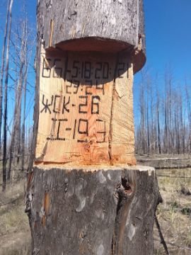 Лесопродукция (древесина на корню) Аманкарагайского лесничества, расположенная в квартале 66 выдел 5,18,20,21,23,24,28 деляна № 1