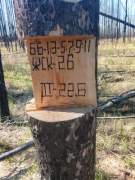 Лесопродукция (древесина на корню) Аманкарагайского лесничества, расположенная в квартале 66 выдел 1,3,4,5,7,9,11 деляна № 2