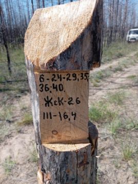 Лесопродукция (древесина на корню) Аманкарагайского лесничества, расположенная в квартале 6 выдел 24-29,35,36,40 деляна № 3