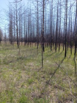 Лесопродукция (древесина на корню) Аманкарагайского лесничества, расположенная в квартале 6 выдел 35,40,41,46,51,52 деляна № 5